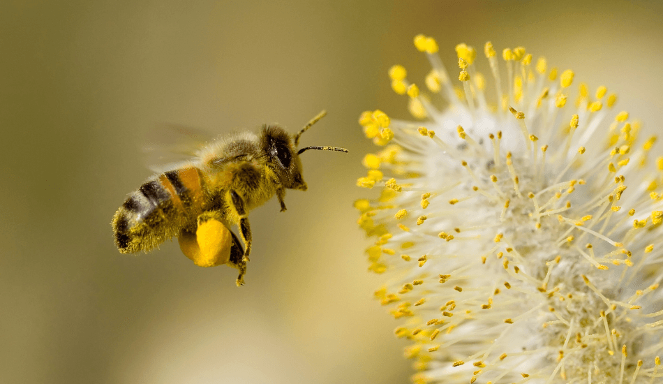 Insektenfreie Wohnung dank Insektenschutzsystemen